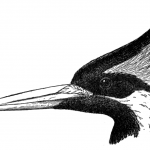 Photo of John L. Ridgway