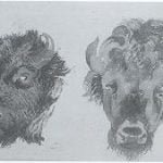 Photo of Vincent Colyer