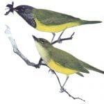 Photo of Robert Bruce Horsfall