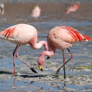 Photo of Flamingo